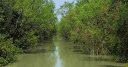 রাঙ্গাবালীর চরহেয়ার দ্বীপে বিদেশী পর্যটকদের পদচারণা