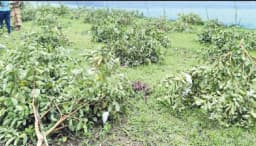 জীবননগরে রাতে কৃষকের ৩ শতাধিক পেয়ারা গাছ কেটে দিল দুর্বৃত্তরা