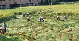 দীঘিনালায় আমন ধান কাটা শুরু, মাঠজুড়ে ব্যস্ত কৃষক