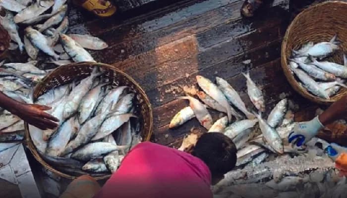 এক টানে ৬ টন ইলিশ, বিক্রি ৪০ লাখ