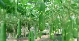 মোরেলগঞ্জে লবণাক্ত জমিতে মৎস্য ঘেরের ভেড়িবাঁধে লাউয়ের বাম্পার ফলন