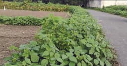 রাস্তার দু’ধাঁরে মাশকালাই চাষ, বাড়তি আয়ে খুশি ভূমিহীন কৃষকরা