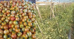 বুড়িচংয়ে গ্রীষ্ম ও শীতকালীন আগাম টমেটো চাষে সফল কৃষক মোবারক!