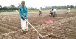 ফুলবাড়ীতে আগাম আলু চাষে ঝুঁকছেন কৃষকরা