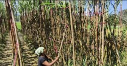 আলীকদমে আখ চাষ করে অর্থনৈতিকভাবে সচ্ছল