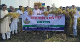 বাম্পার ফলনে ব্রি ধান১০৩, সুজানগরে উদ্ভাবনী মাঠ দিবস অনুষ্ঠিত