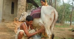 ১৩ হাজার টাকায় বিক্রি ১ লিটার দুধ