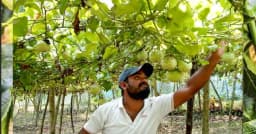 বিদেশি ফল প্যাশন মহেশপুরের মাটিতে প্রথম চাষ