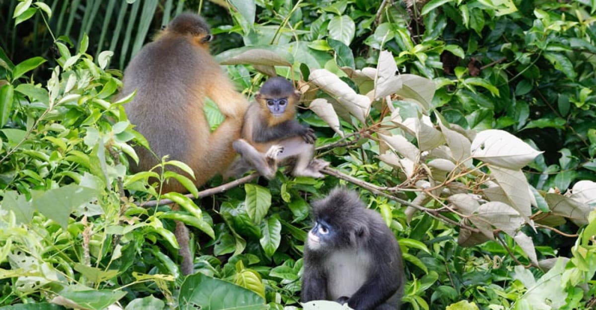 সংকরায়নে বাড়ছে বিপন্ন হনুমান প্রজাতির বিলুপ্তির ঝুঁকি!