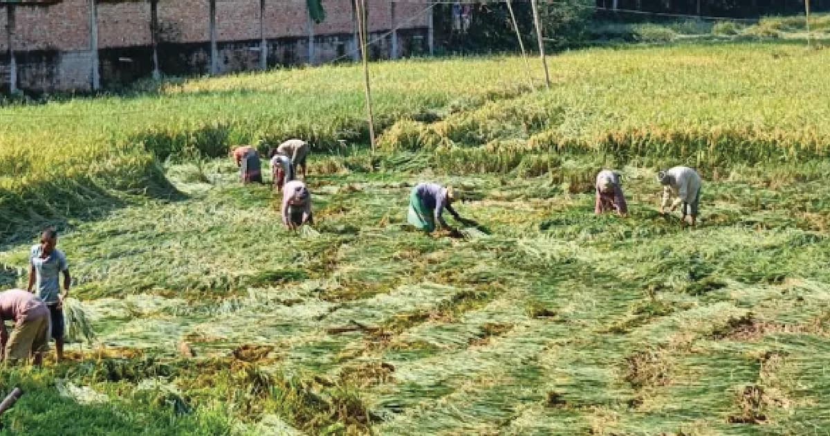 দীঘিনালায় আমন ধান কাটা শুরু, মাঠজুড়ে ব্যস্ত কৃষক