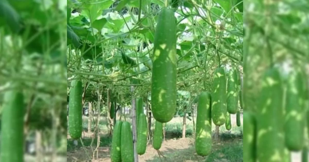 মোরেলগঞ্জে লবণাক্ত জমিতে মৎস্য ঘেরের ভেড়িবাঁধে লাউয়ের বাম্পার ফলন