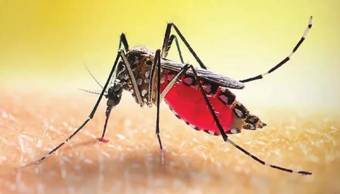 ২৪ ঘণ্টায় ডেঙ্গুতে ১২ জনের মৃত্যু, হাসপাতালে ভর্তি ৭৪০