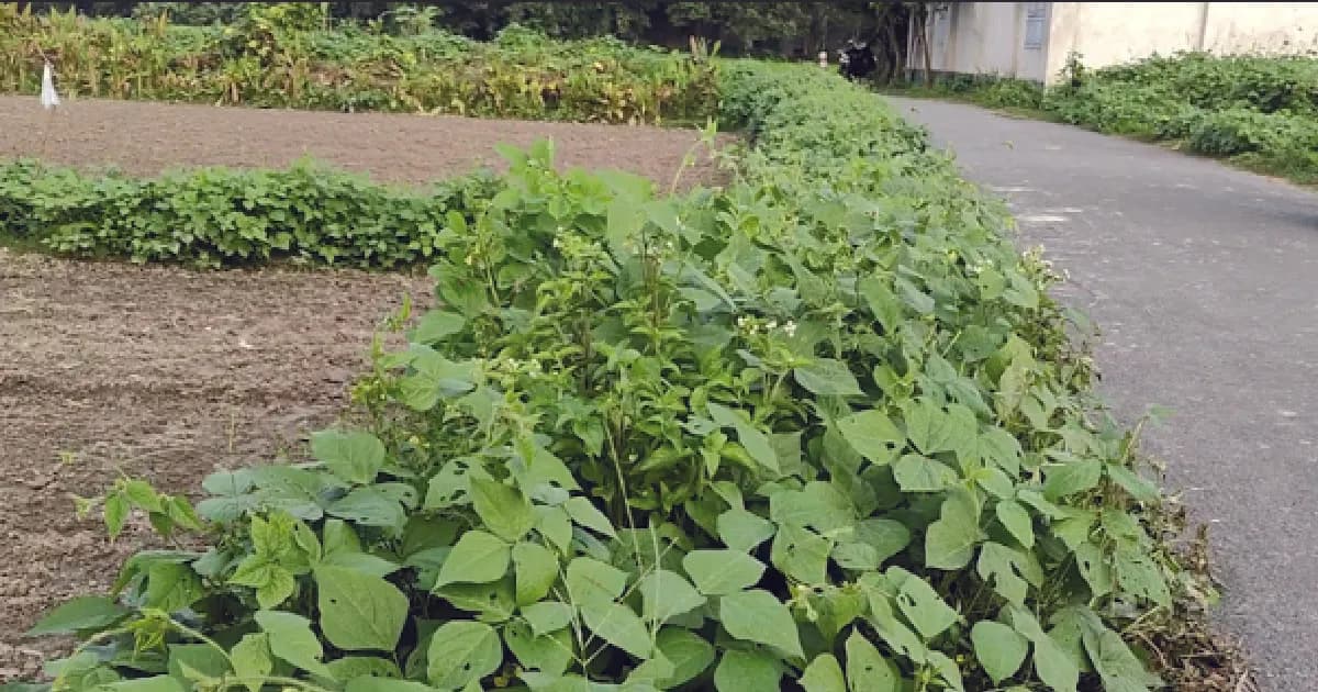 রাস্তার দু’ধাঁরে মাশকালাই চাষ, বাড়তি আয়ে খুশি ভূমিহীন কৃষকরা