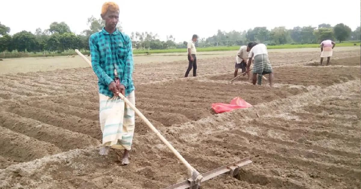 ফুলবাড়ীতে আগাম আলু চাষে ঝুঁকছেন কৃষকরা