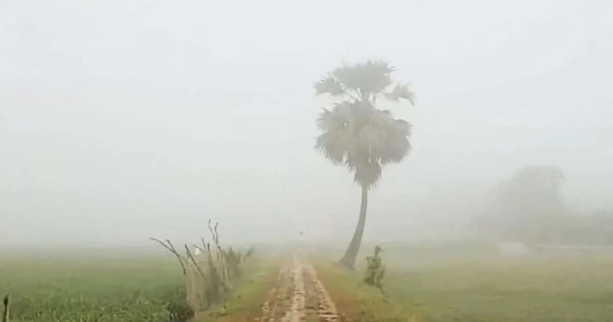 প্রকৃতিজুড়ে শীতের আগমনী বার্তা, কুয়াশার আভাস