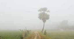 প্রকৃতিজুড়ে শীতের আগমনী বার্তা, কুয়াশার আভাস