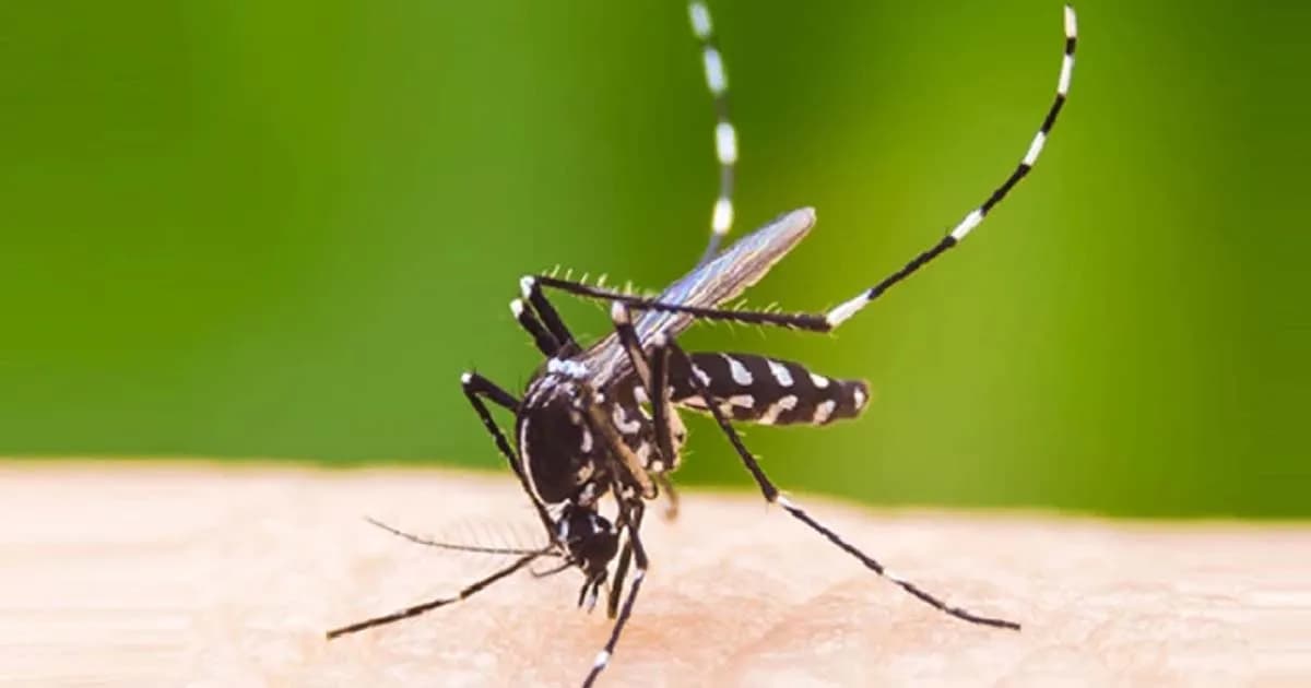 ডেঙ্গুতে ১ দিনে ৫ জনের মৃত্যু, হাসপাতালে ভর্তি ১১৬২