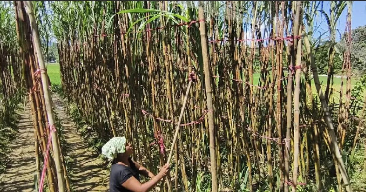 আলীকদমে আখ চাষ করে অর্থনৈতিকভাবে সচ্ছল