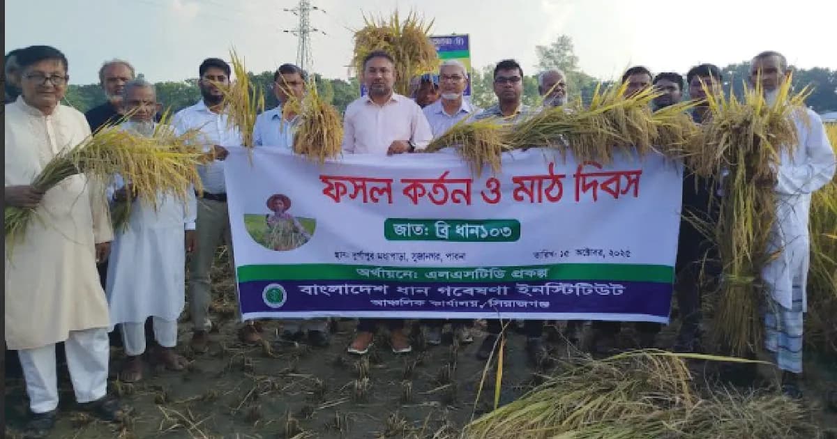 বাম্পার ফলনে ব্রি ধান১০৩, সুজানগরে উদ্ভাবনী মাঠ দিবস অনুষ্ঠিত