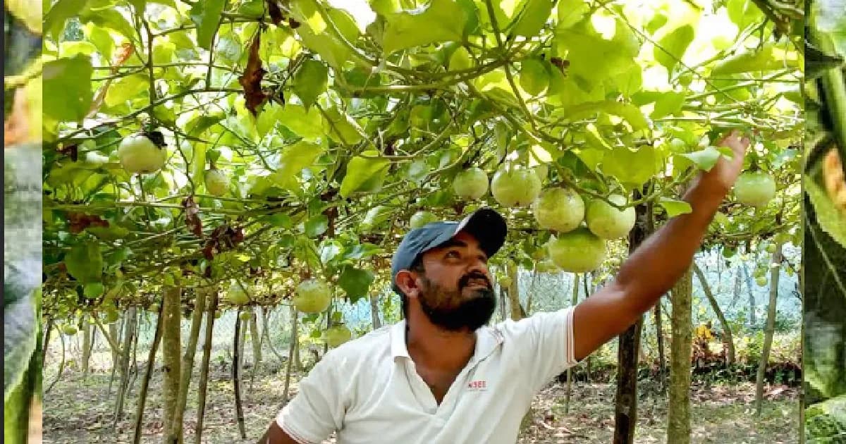 বিদেশি ফল প্যাশন মহেশপুরের মাটিতে প্রথম চাষ