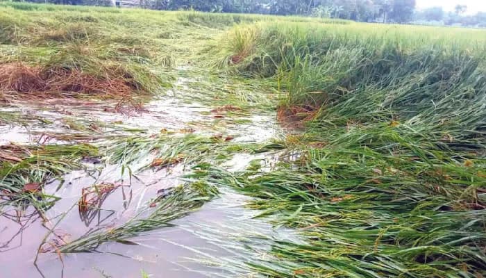 বগুড়ায় বৃষ্টির পানিতে তলিয়ে গেছে নিম্নাঞ্চলের বোরো ধান