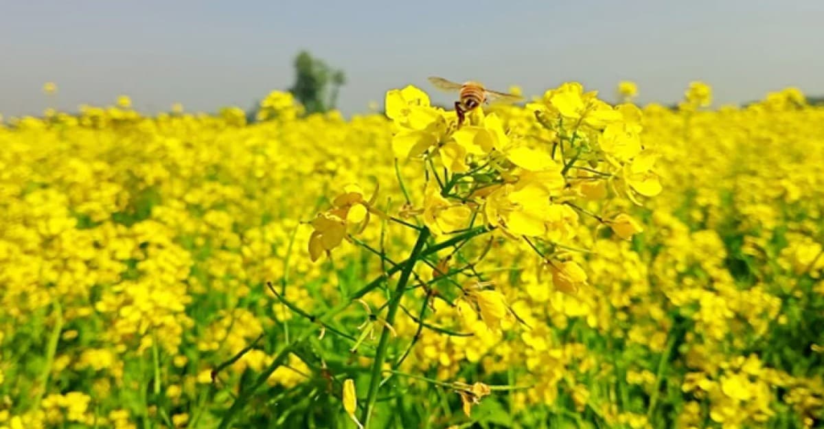 সরিষার হলুদ ফুলে ছেয়ে গেছে ফসলের মাঠ